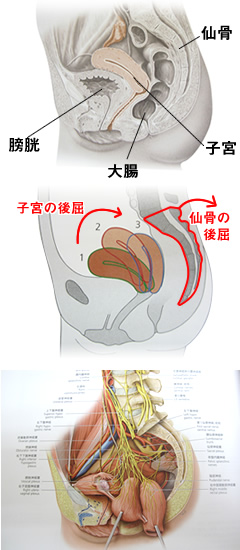 子宮の図解
